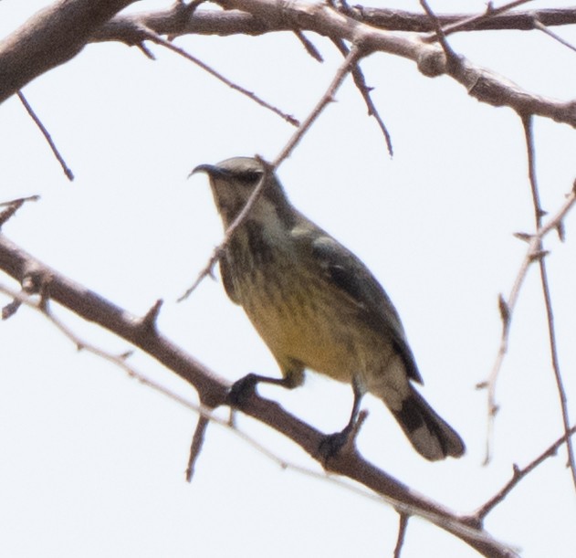 akasiesolfugl - ML644258793