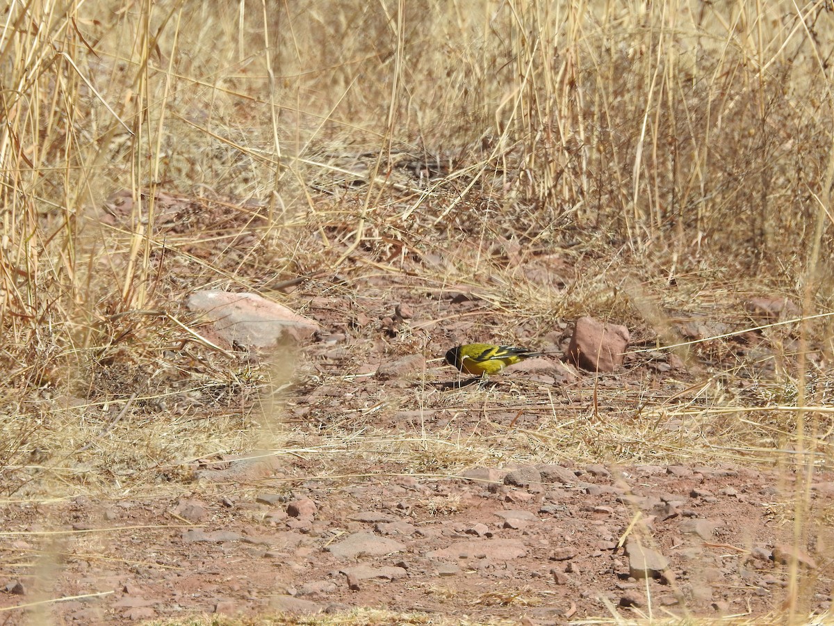 Hooded Siskin - ML644258794