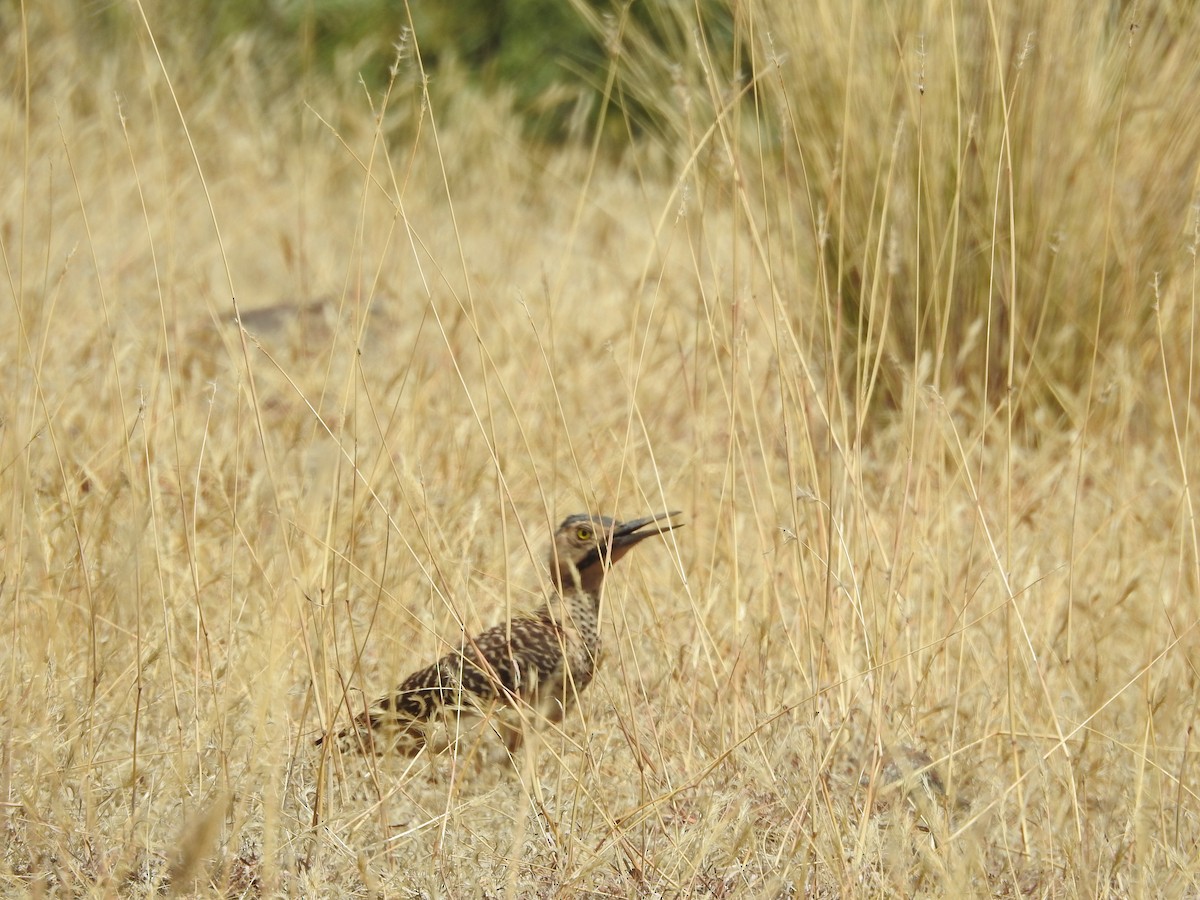 Andean Flicker - ML644258797