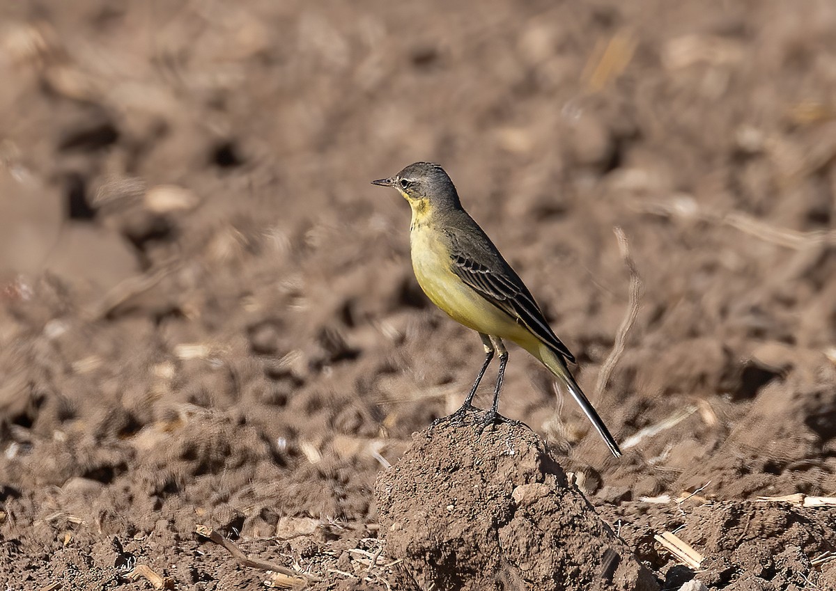 gulerle - ML644258806