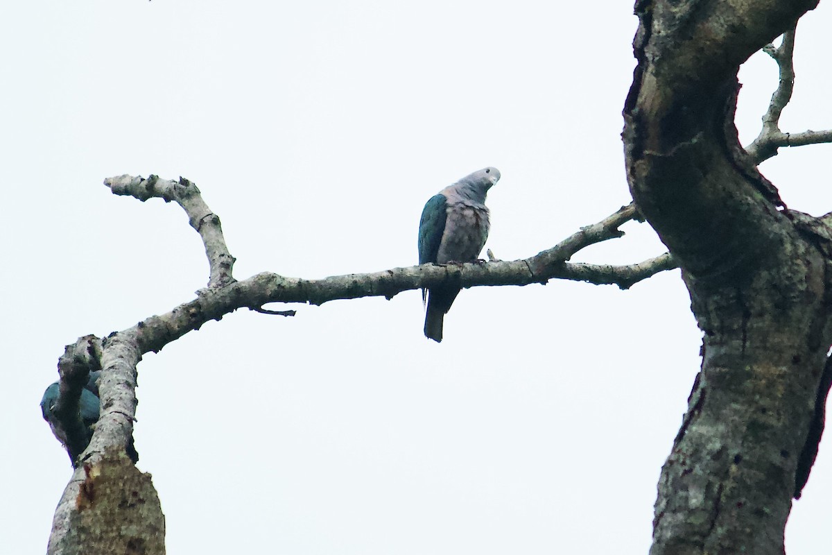 Green Imperial-Pigeon - ML644258818