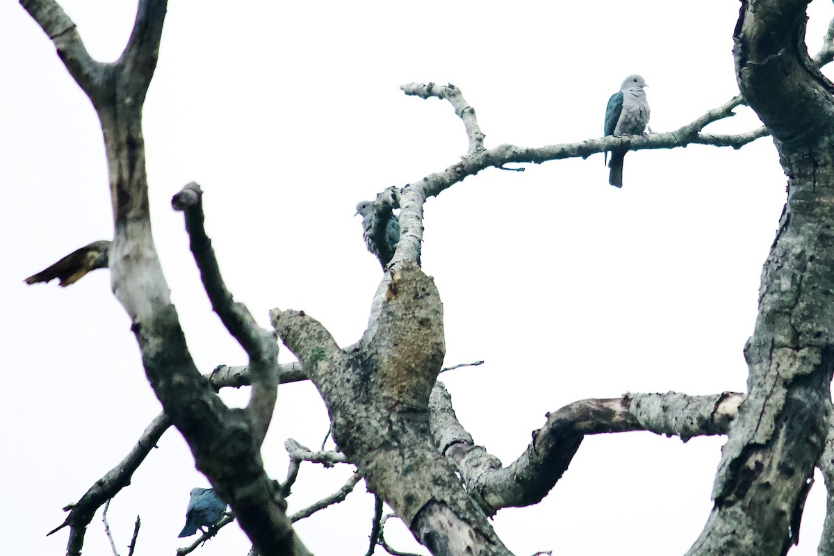 Green Imperial-Pigeon - ML644258819