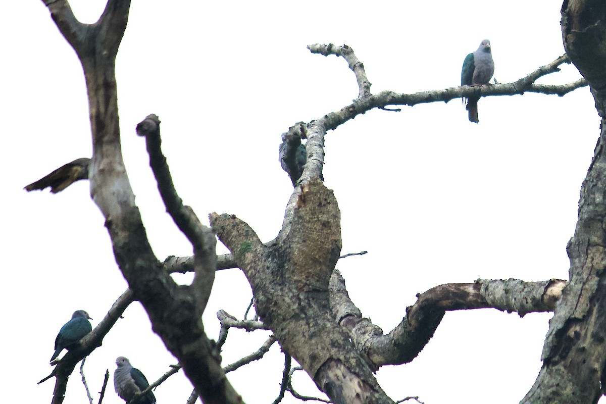 Green Imperial-Pigeon - ML644258820