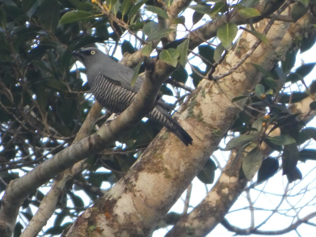 Barred Cuckooshrike - ML644258821