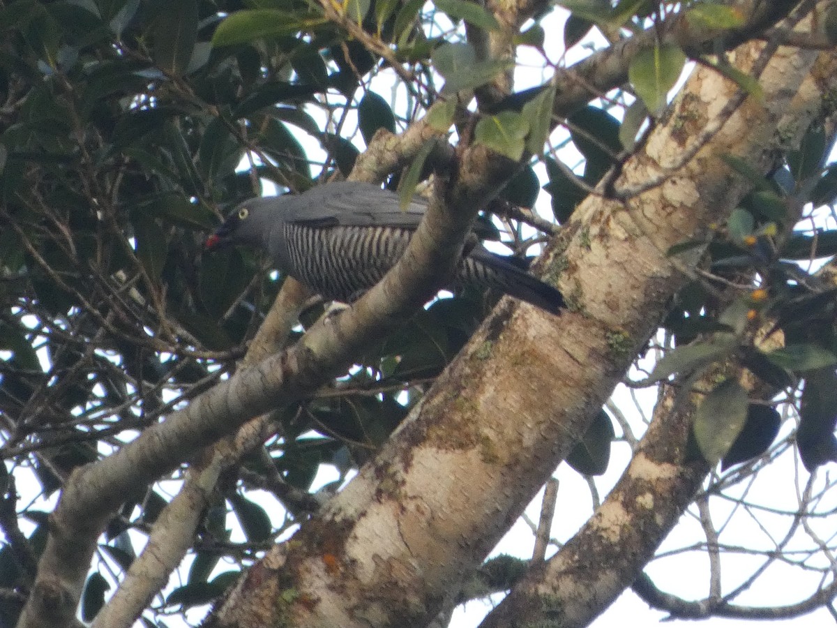 Barred Cuckooshrike - ML644258823