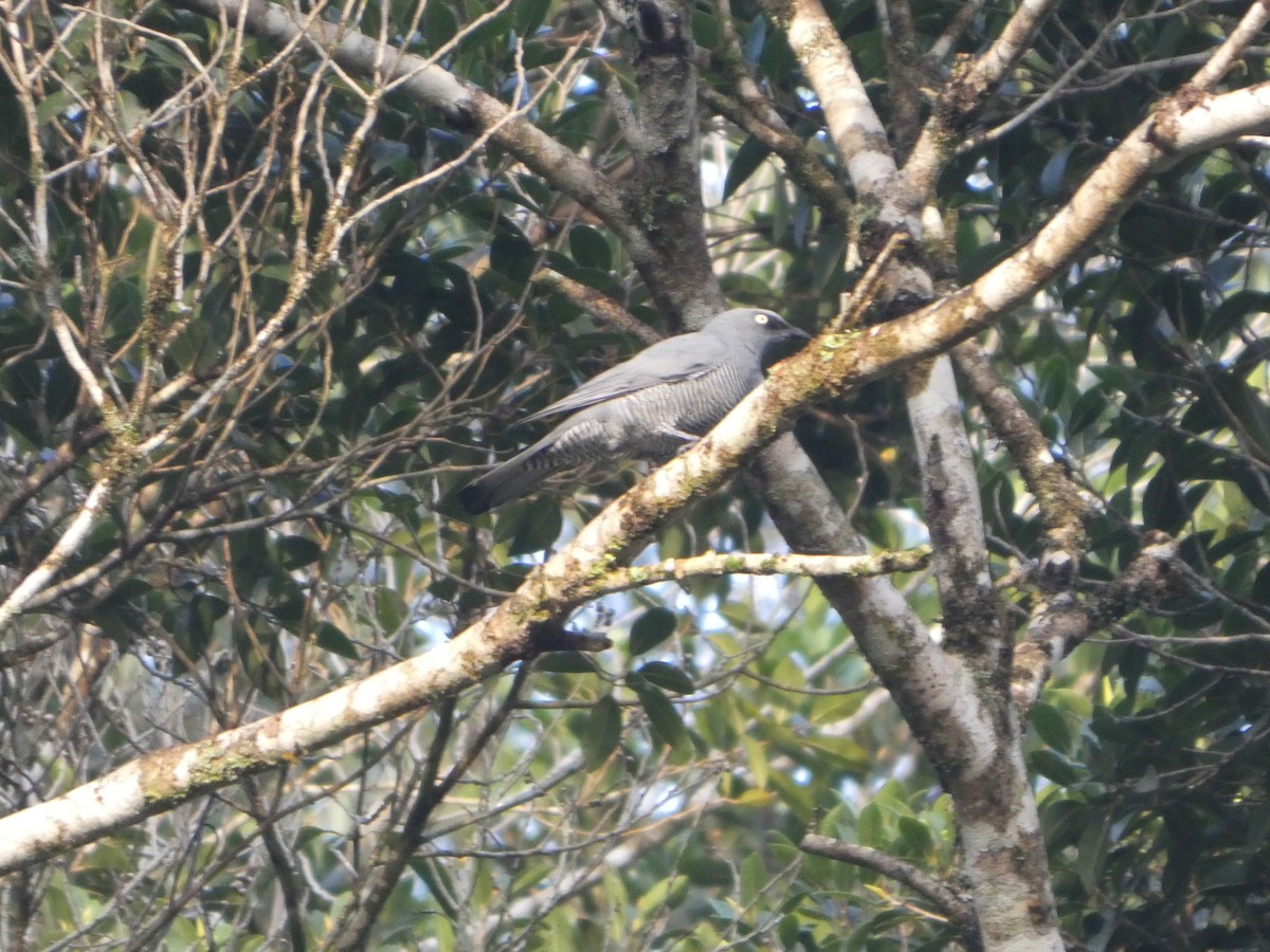 Barred Cuckooshrike - ML644258824