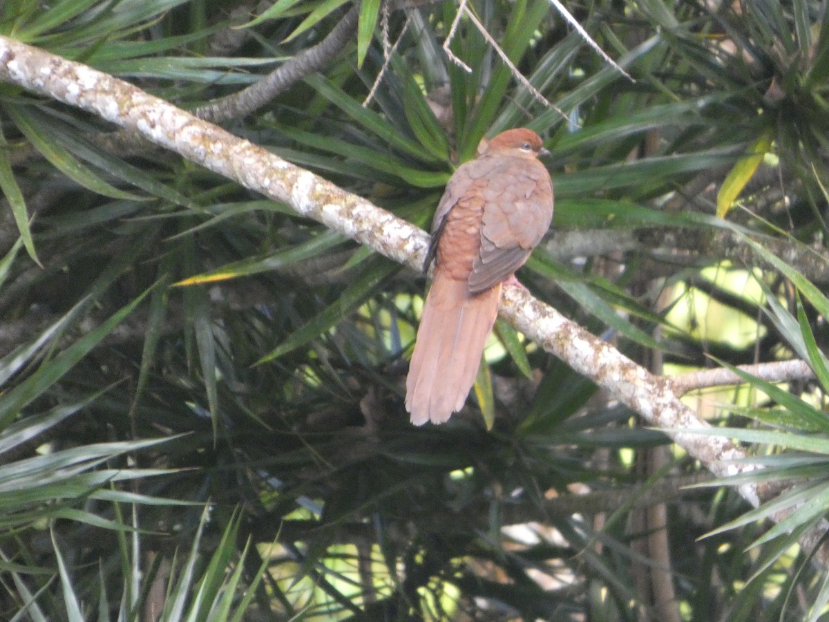 Brown Cuckoo-Dove - ML644258841