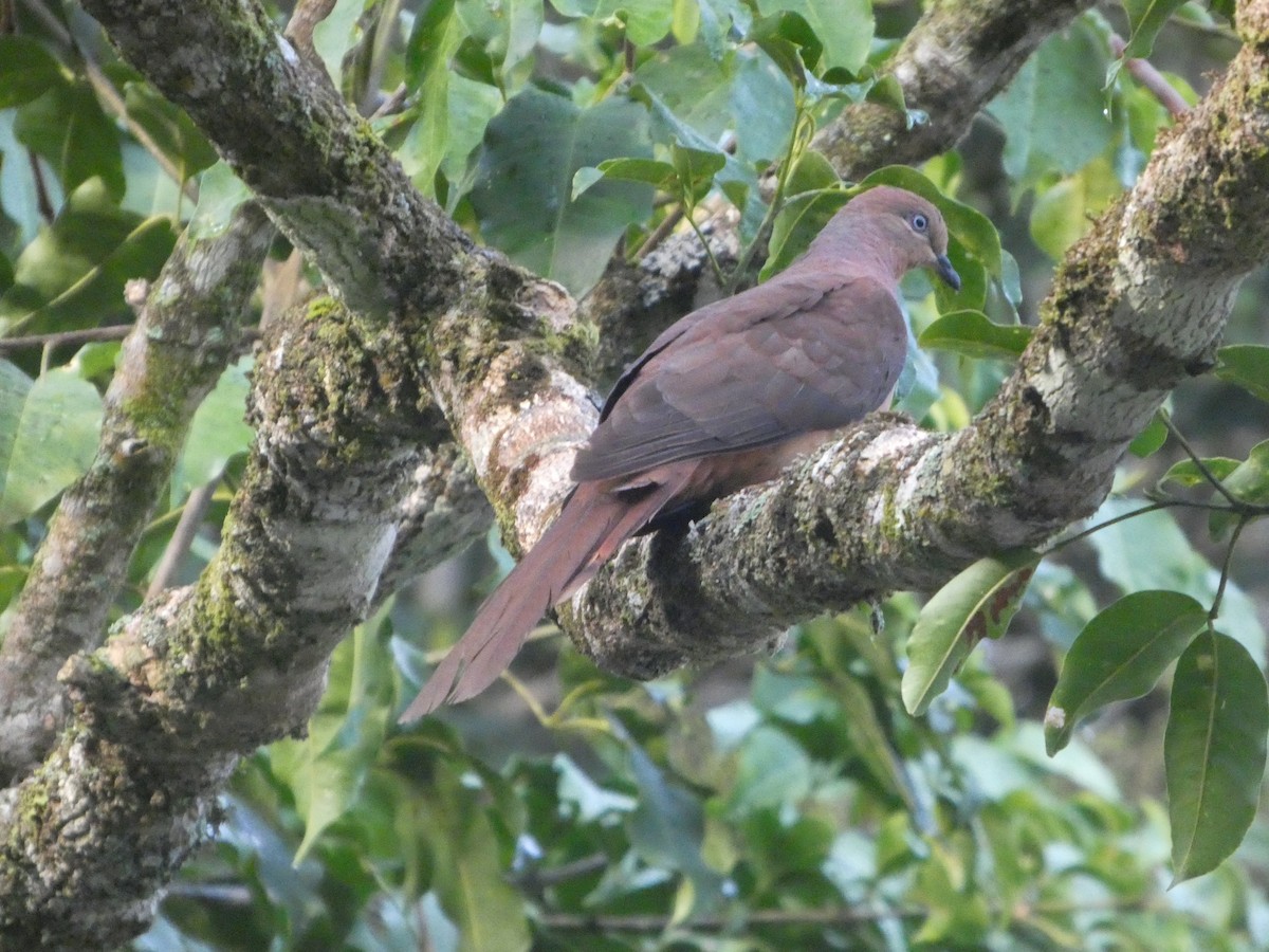 Brown Cuckoo-Dove - ML644258843