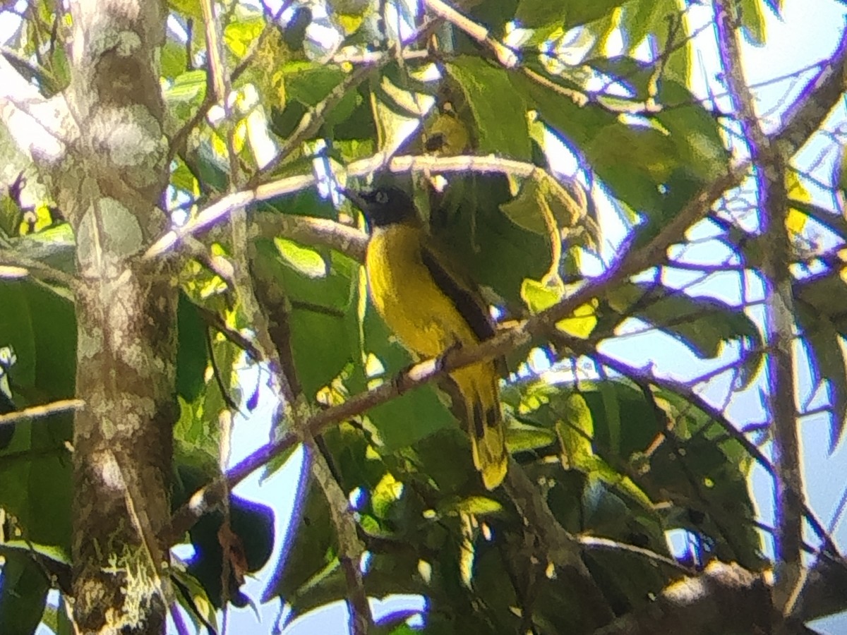 Black-headed Bulbul - ML644258844