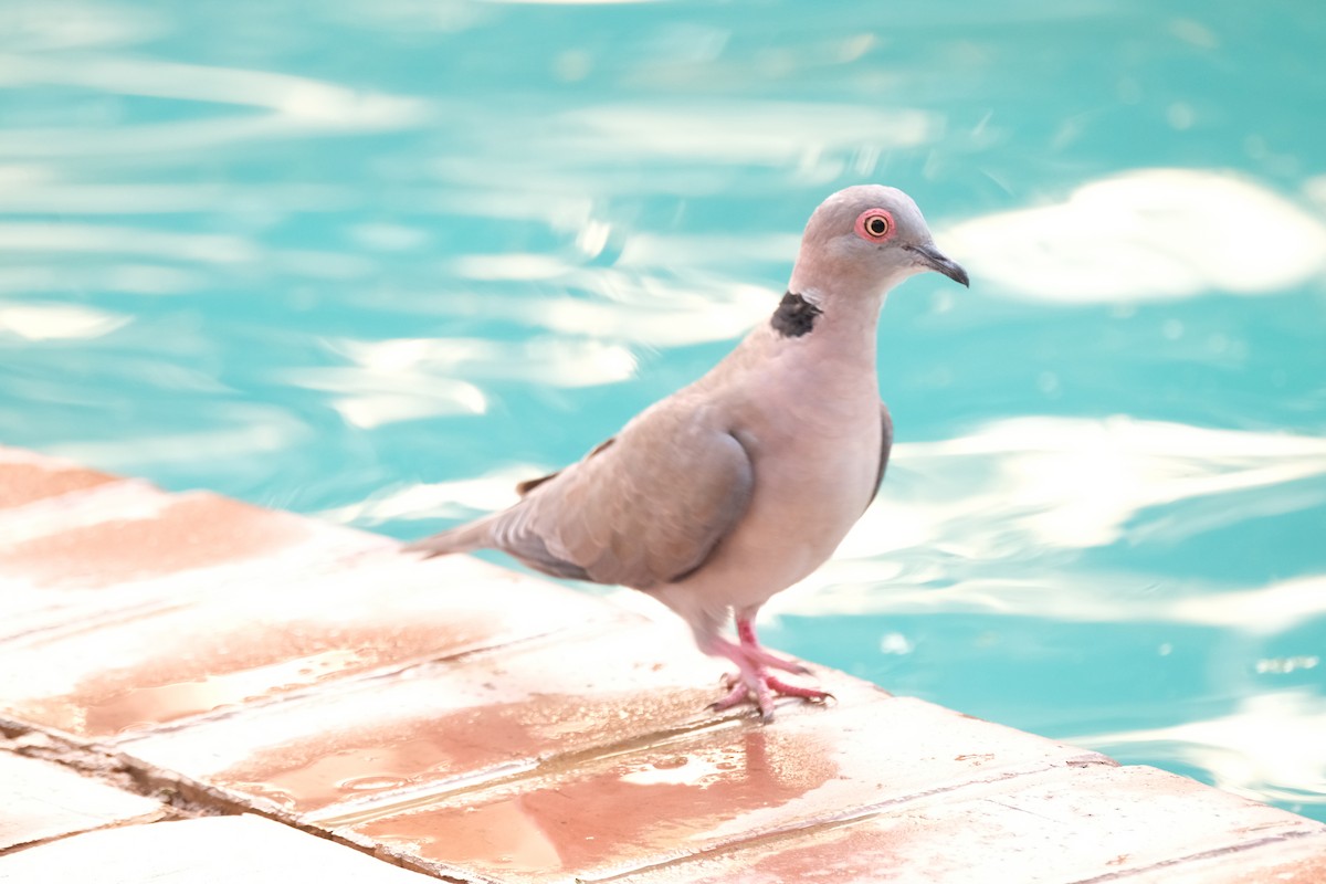 klagedue - ML644258846