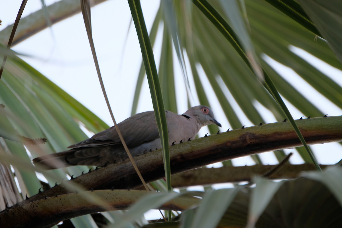 klagedue - ML644258848