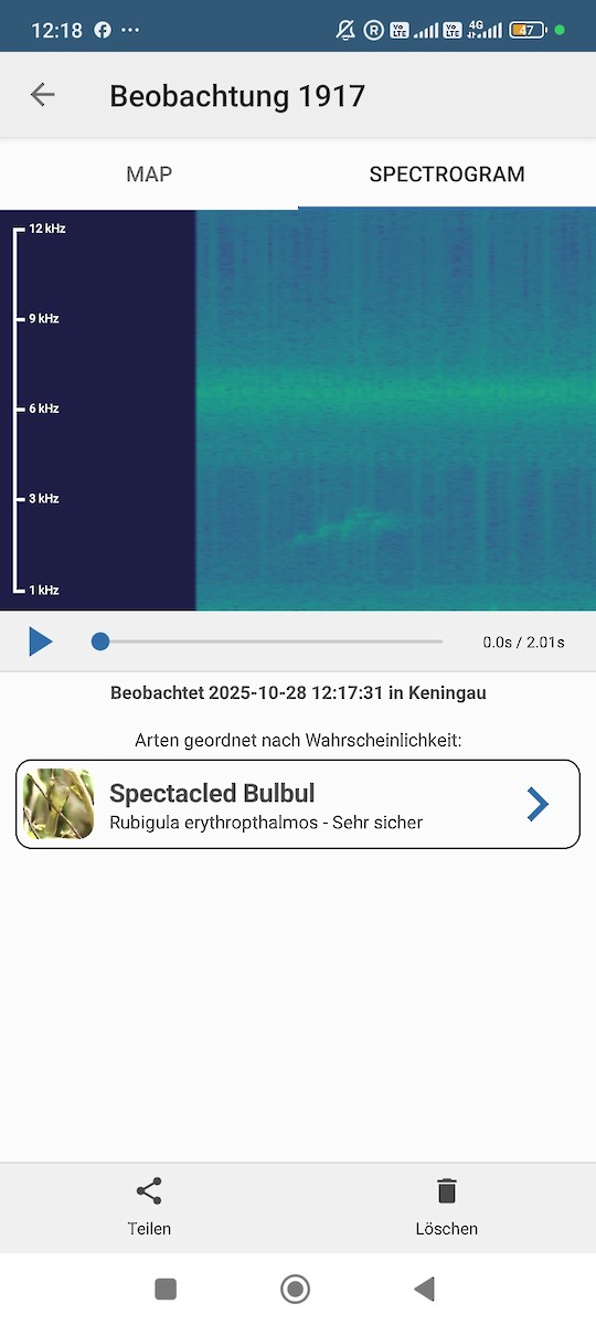 bulbul brýlatý - ML644258871