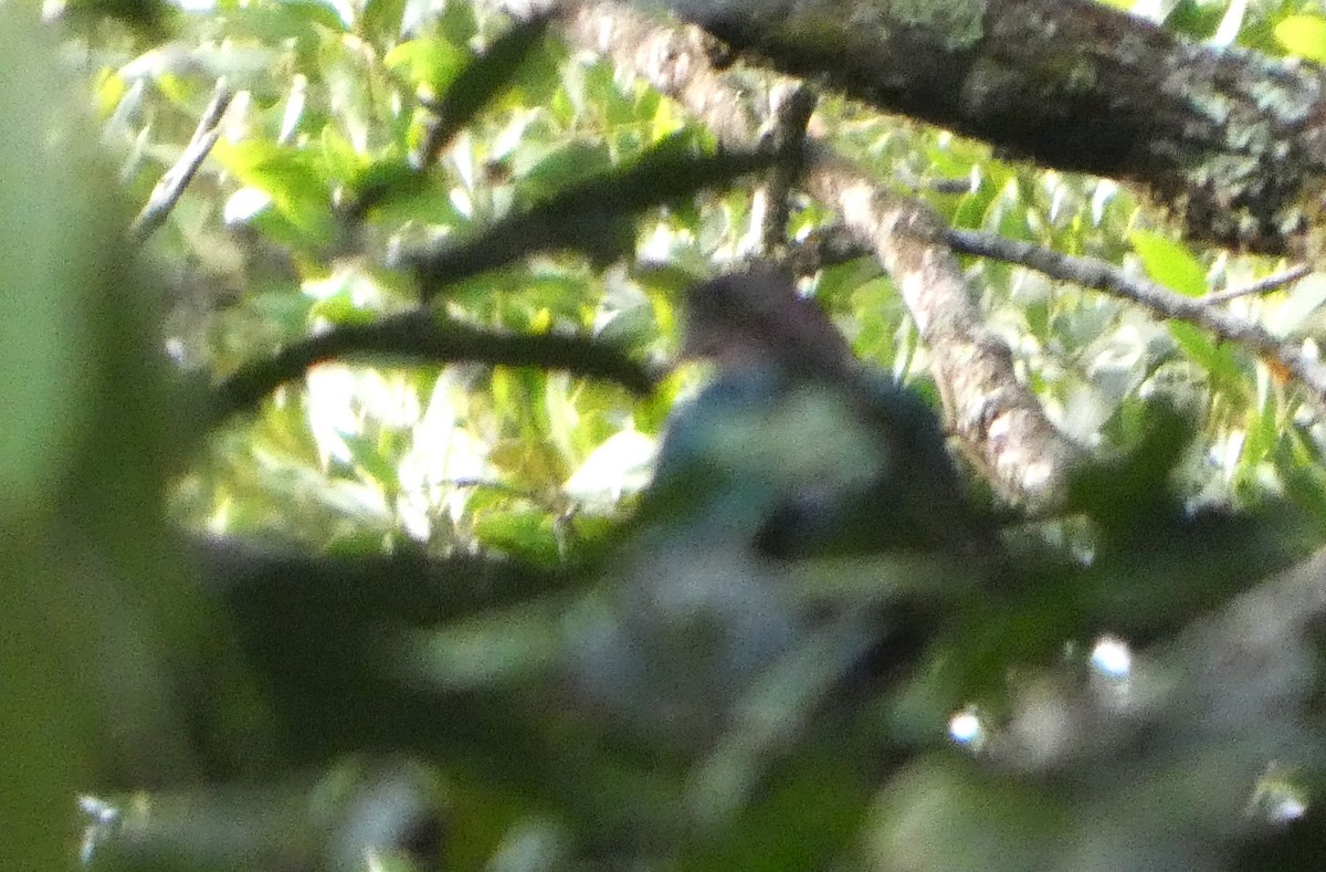 Pacific Emerald Dove - ML644258880