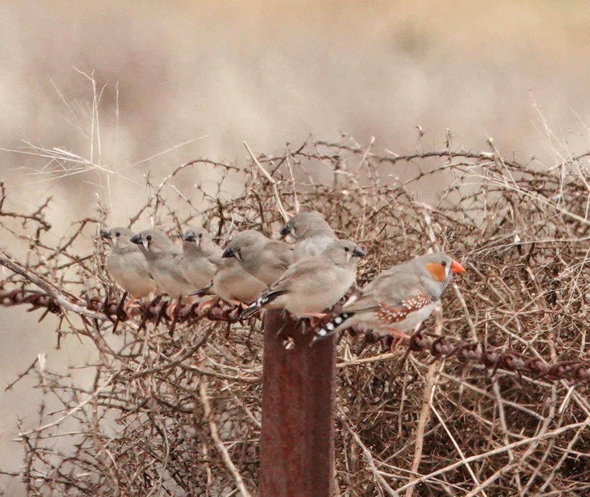 Діамантник зебровий - ML644258884