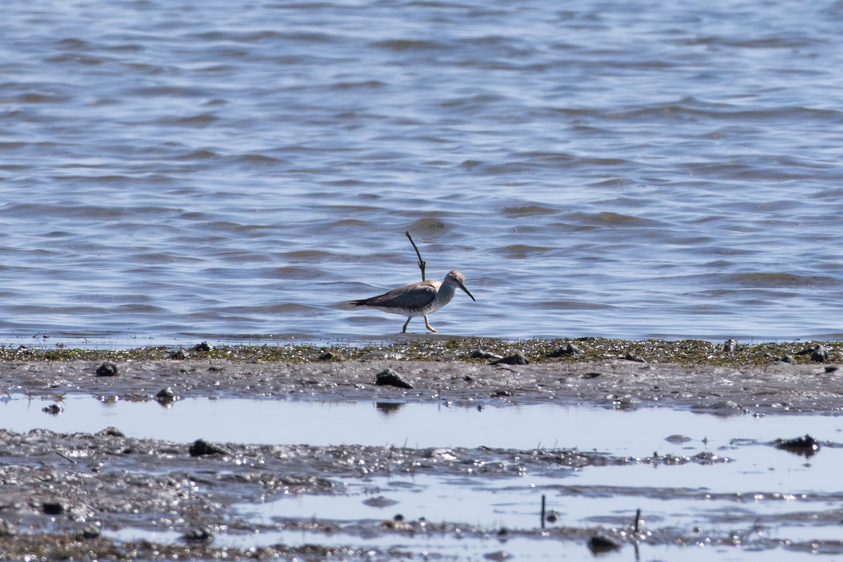 Gray-tailed Tattler - ML644258899