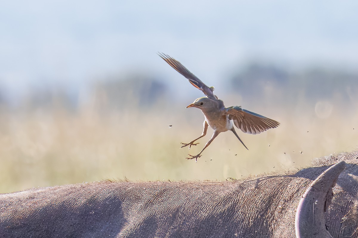 トサカムクドリ - ML644258907