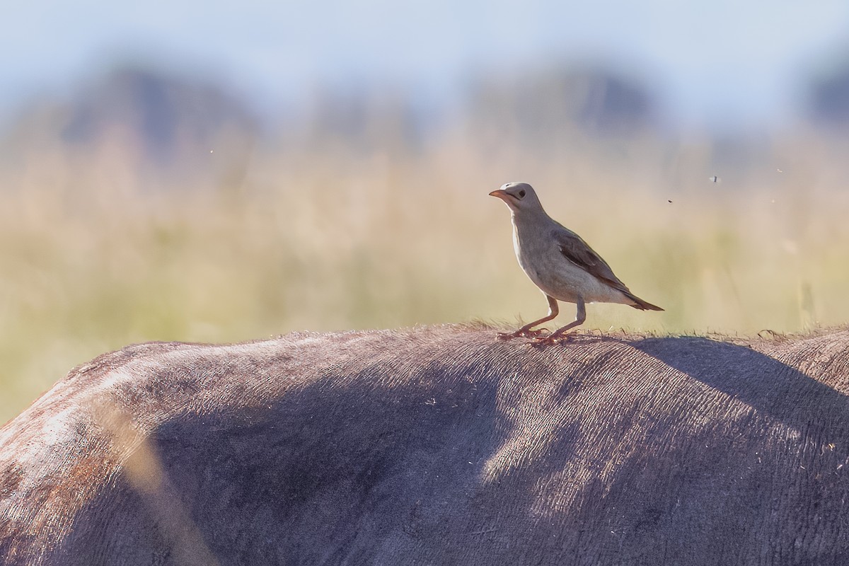 トサカムクドリ - ML644258908