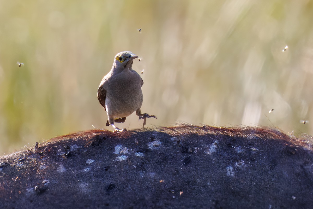 トサカムクドリ - ML644258909