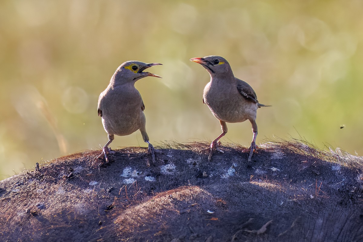 トサカムクドリ - ML644258910