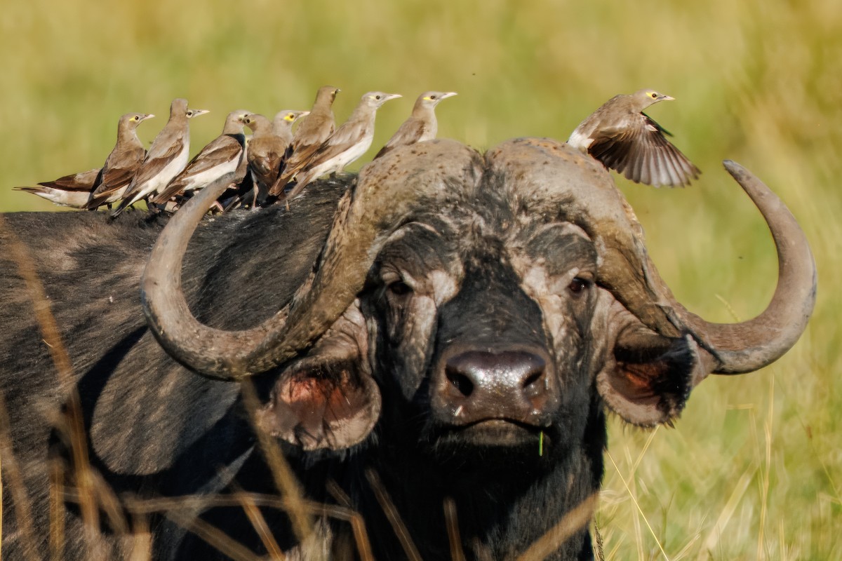 トサカムクドリ - ML644258911