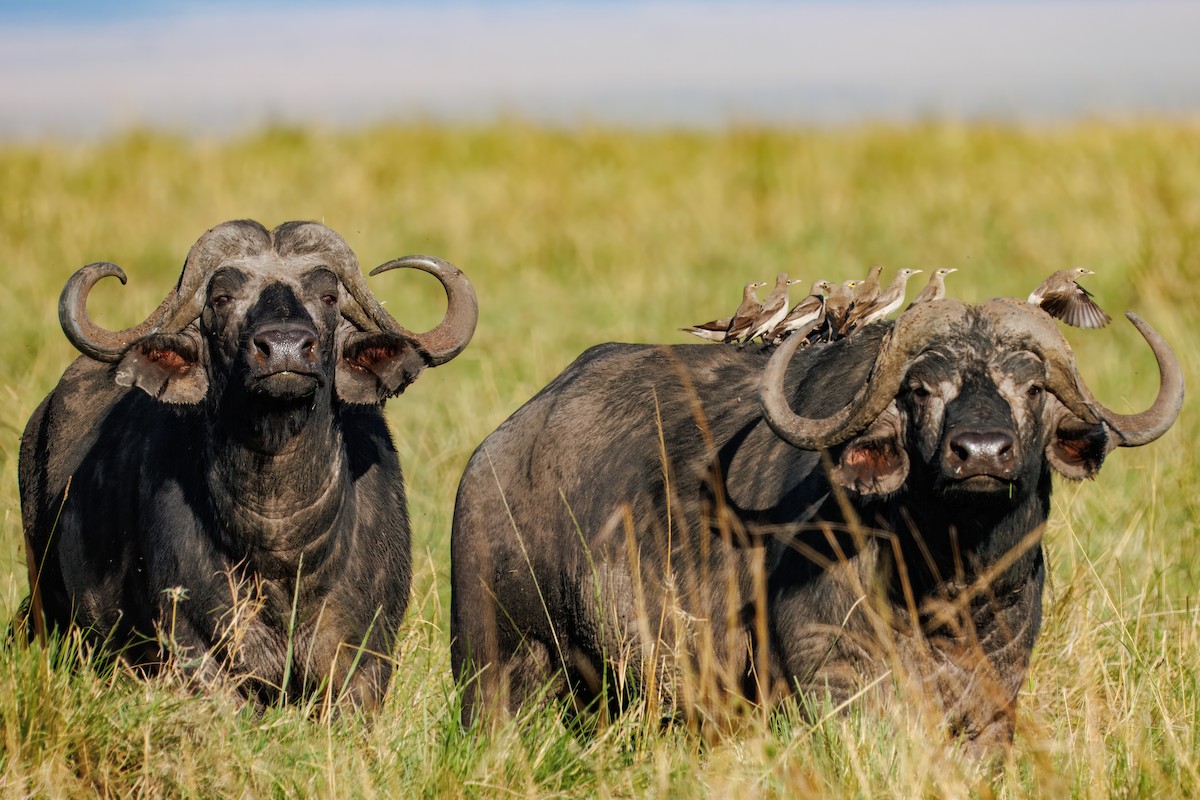 トサカムクドリ - ML644258913