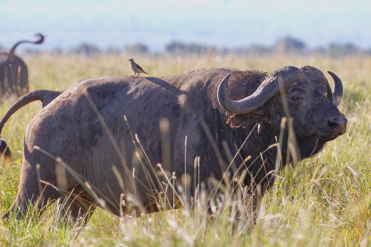 トサカムクドリ - ML644258914