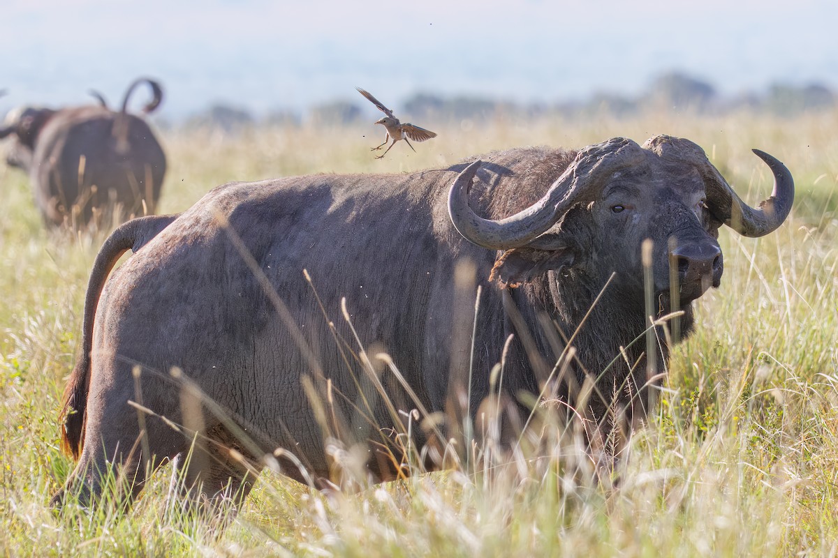 トサカムクドリ - ML644258916