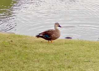 Eastern Spot-billed Duck - ML644258932