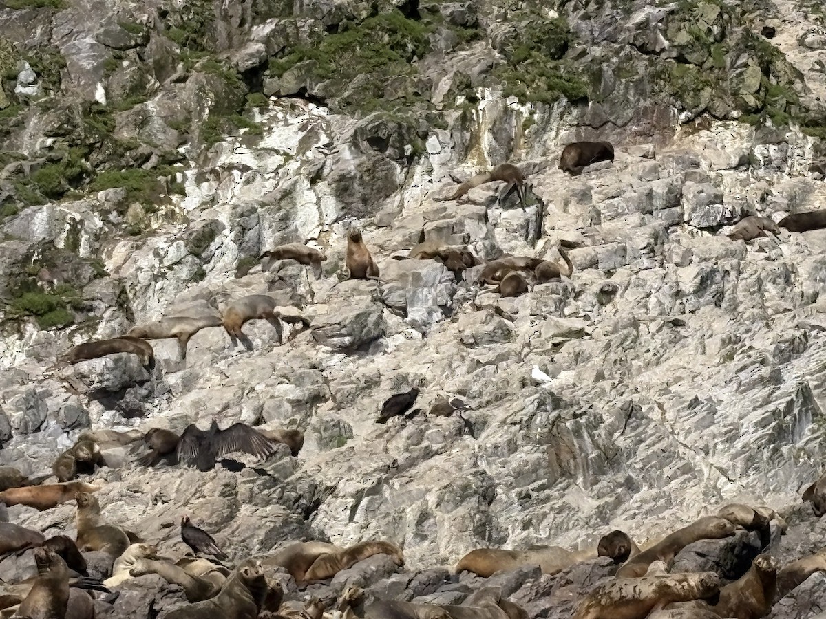 Snowy Sheathbill - ML644258933