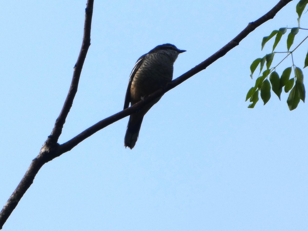 Varied Triller - ML644258939