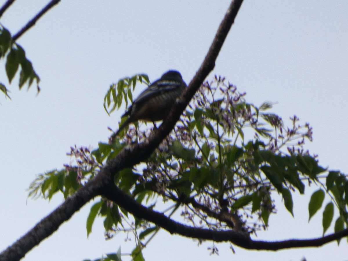 Varied Triller - ML644258940