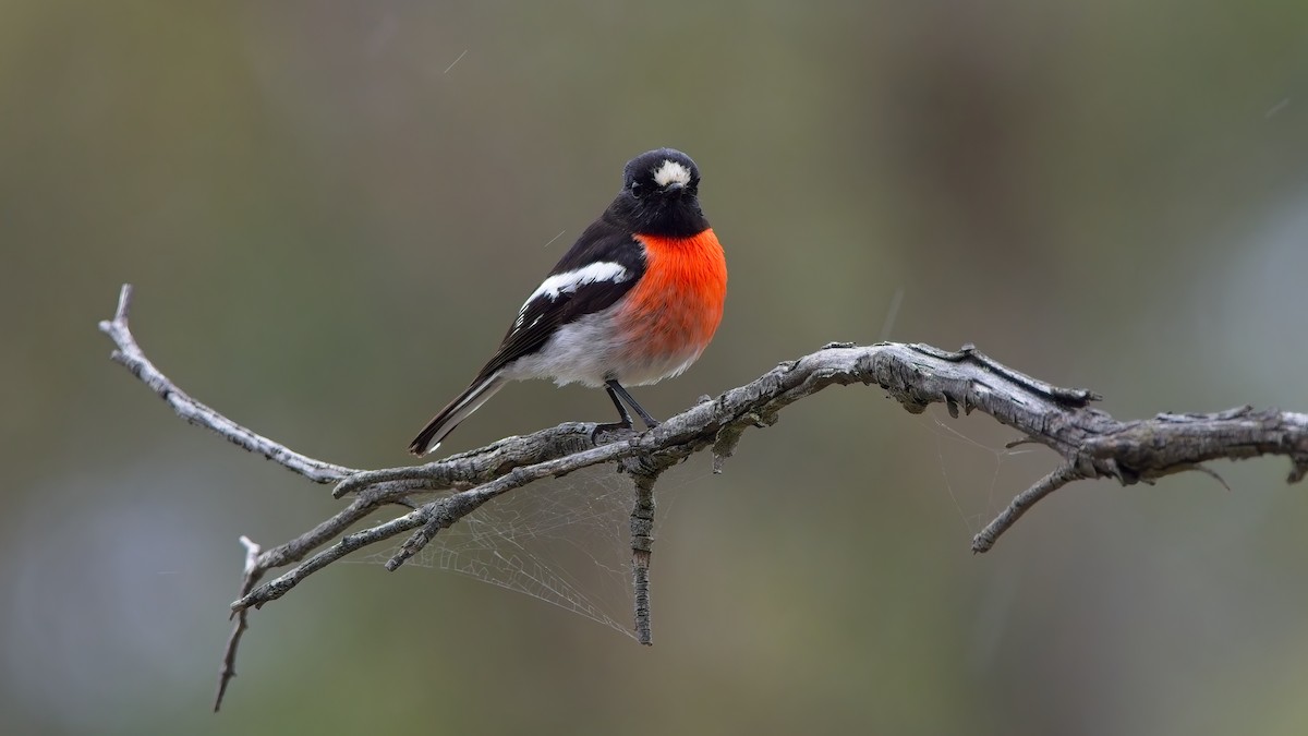 サンショクヒタキ - ML644258943