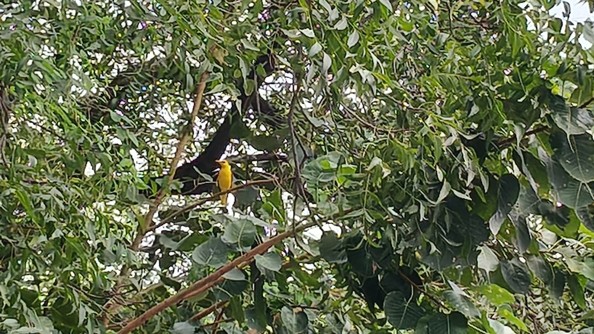 זהבן הודי - ML644258945