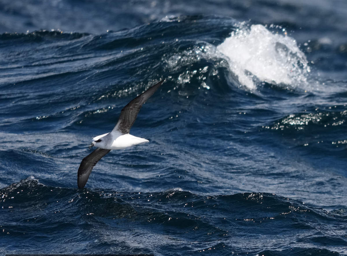 White-headed Petrel - ML644258956
