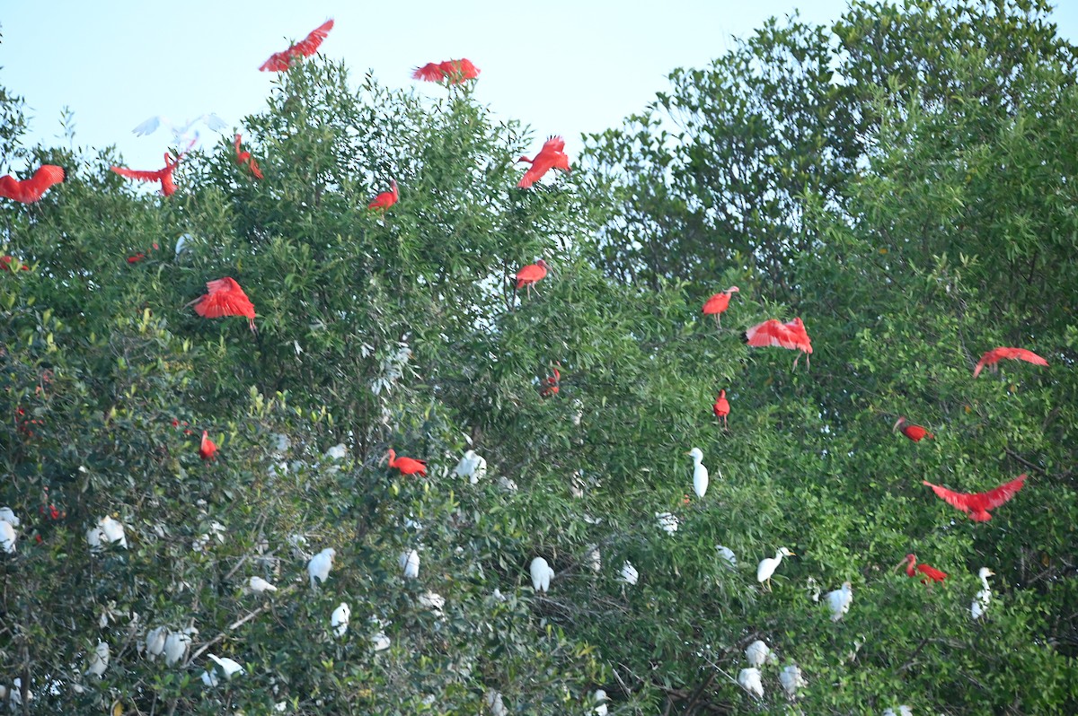 Scarlet Ibis - ML644258959