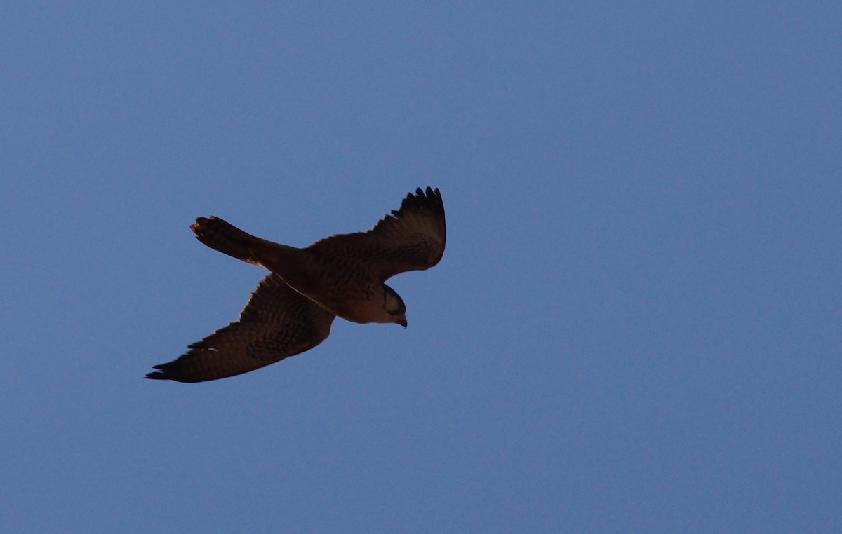 ラナーハヤブサ - ML644258961