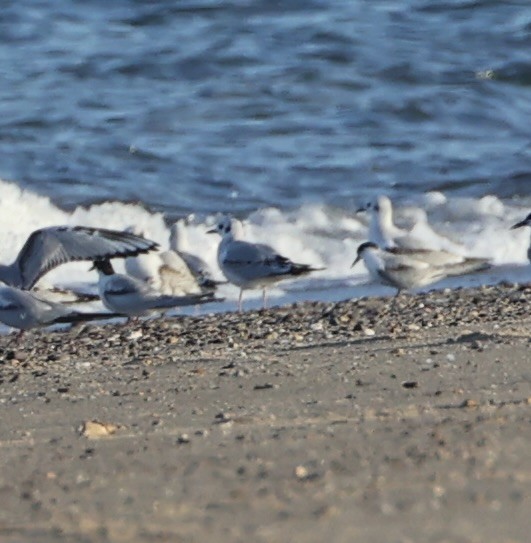Gaviota/Gavión sp. - ML644258969