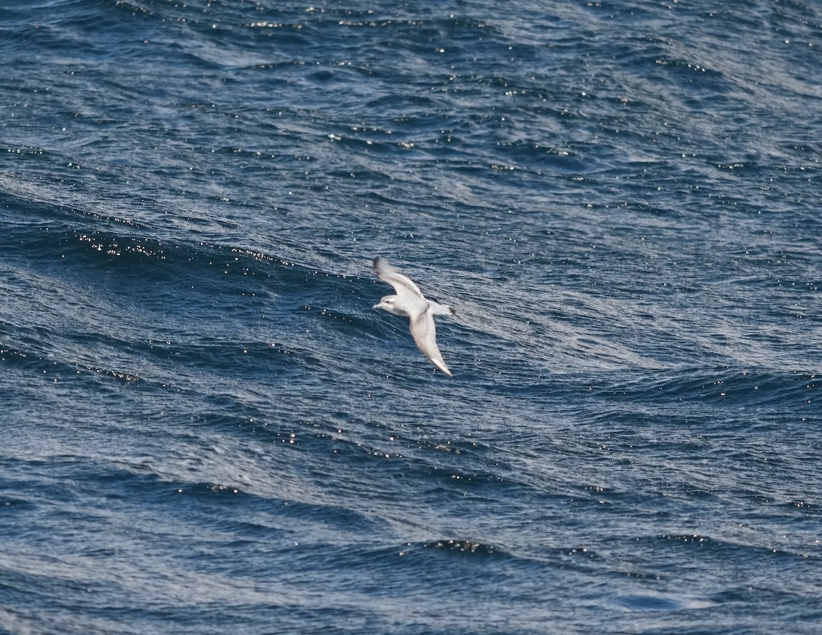 Fairy Prion - ML644258971