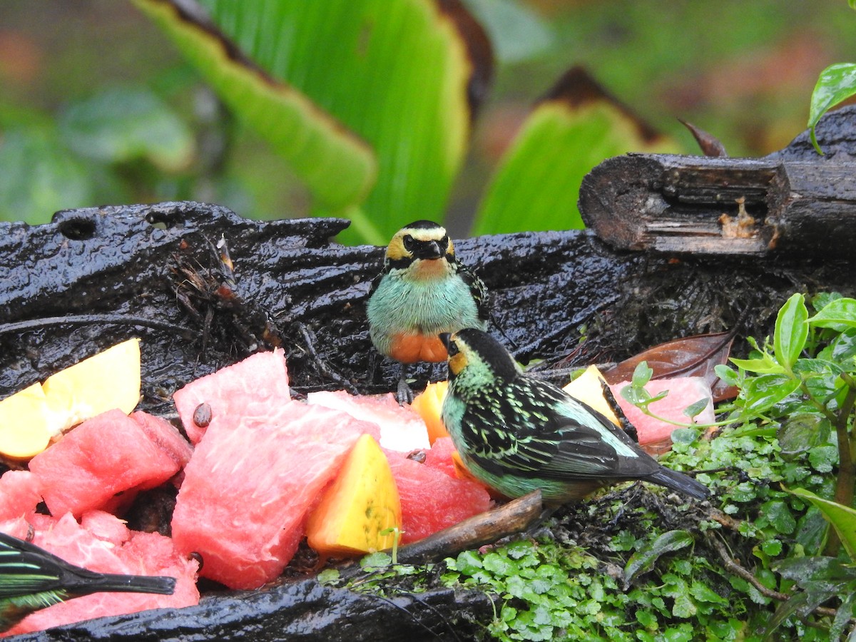 Golden-eared Tanager - ML644259005