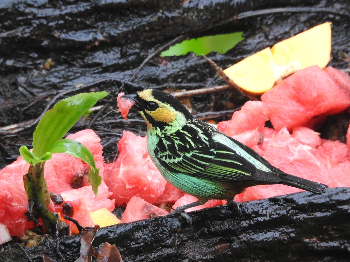 Golden-eared Tanager - ML644259006