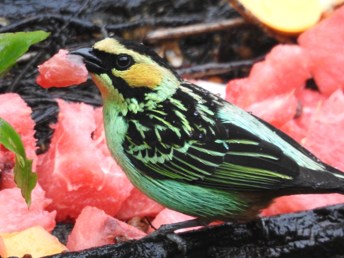 Golden-eared Tanager - ML644259007