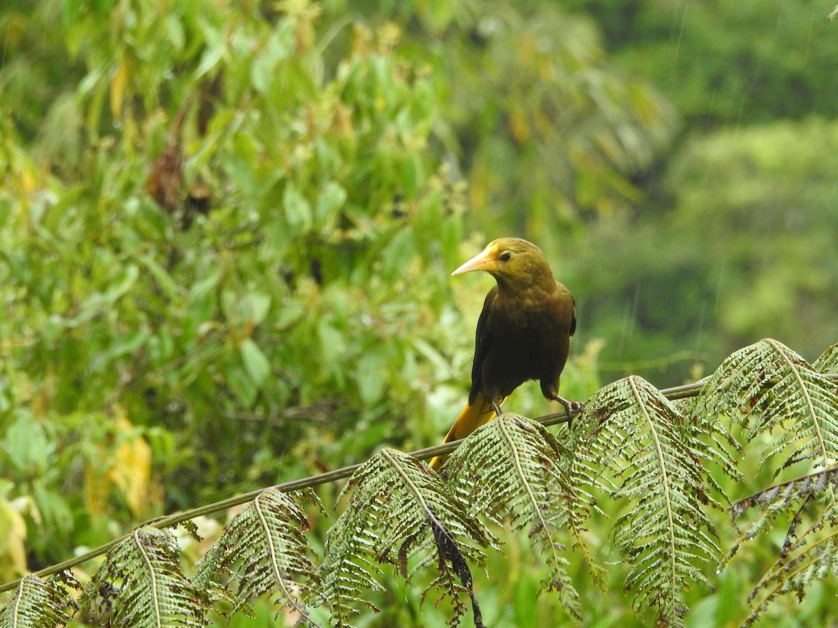 Russet-backed Oropendola - ML644259021