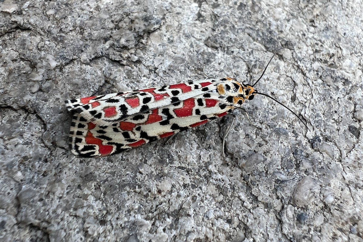 Crimson-speckled Flunkey - ML644259023