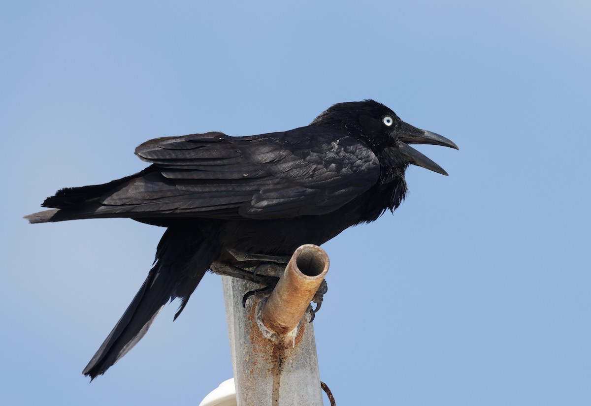 Cuervo Australiano - ML644259025