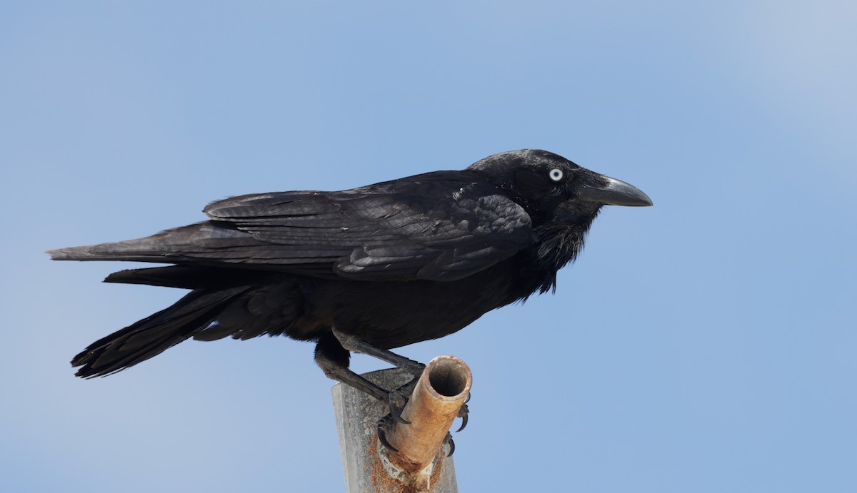 Cuervo Australiano - ML644259026