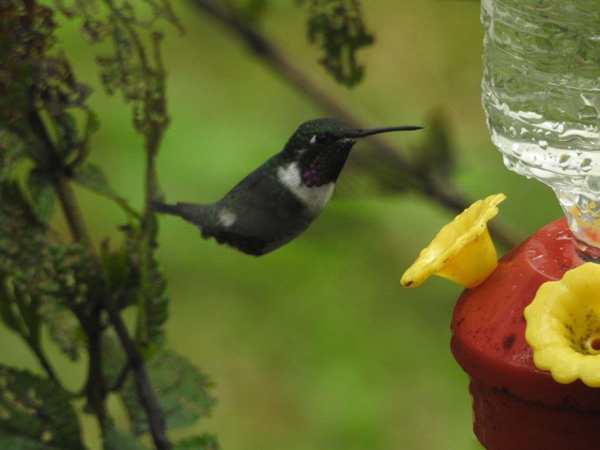 hvitbukkolibri - ML644259027