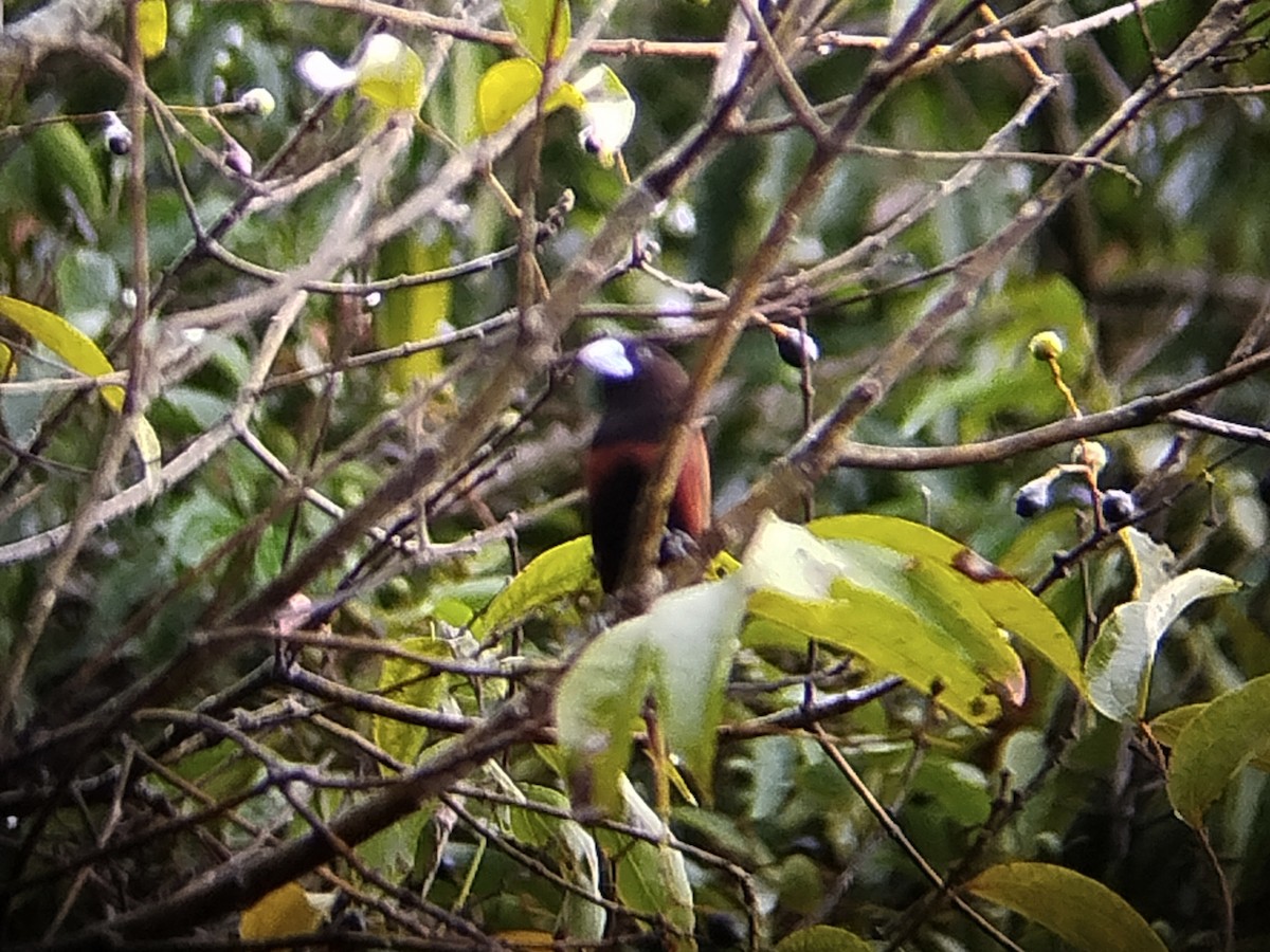 Chestnut Munia - ML644259031