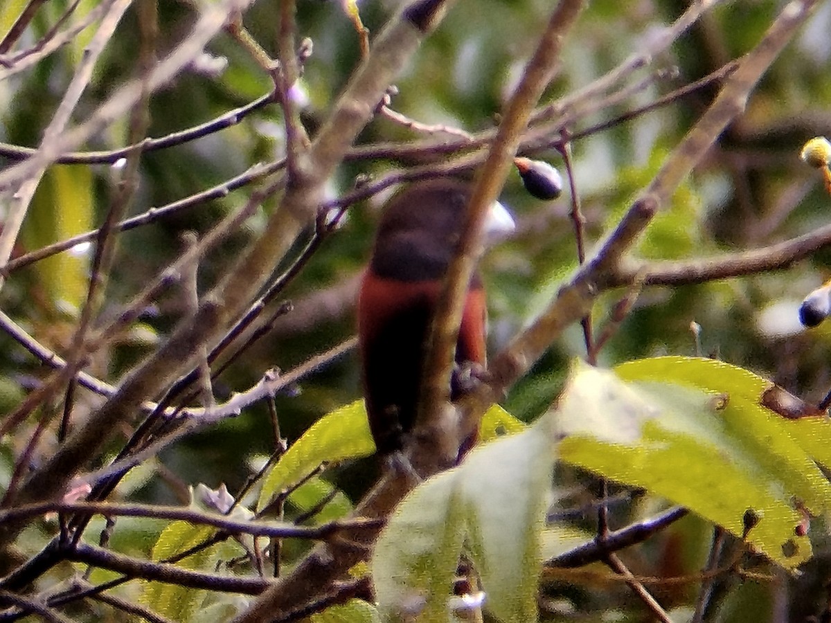 Chestnut Munia - ML644259032
