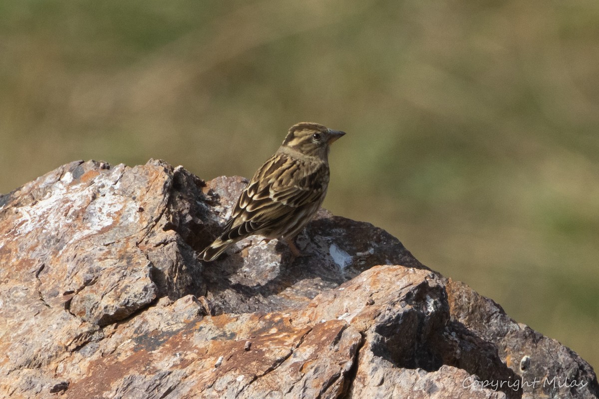 Rock Sparrow - ML644259037