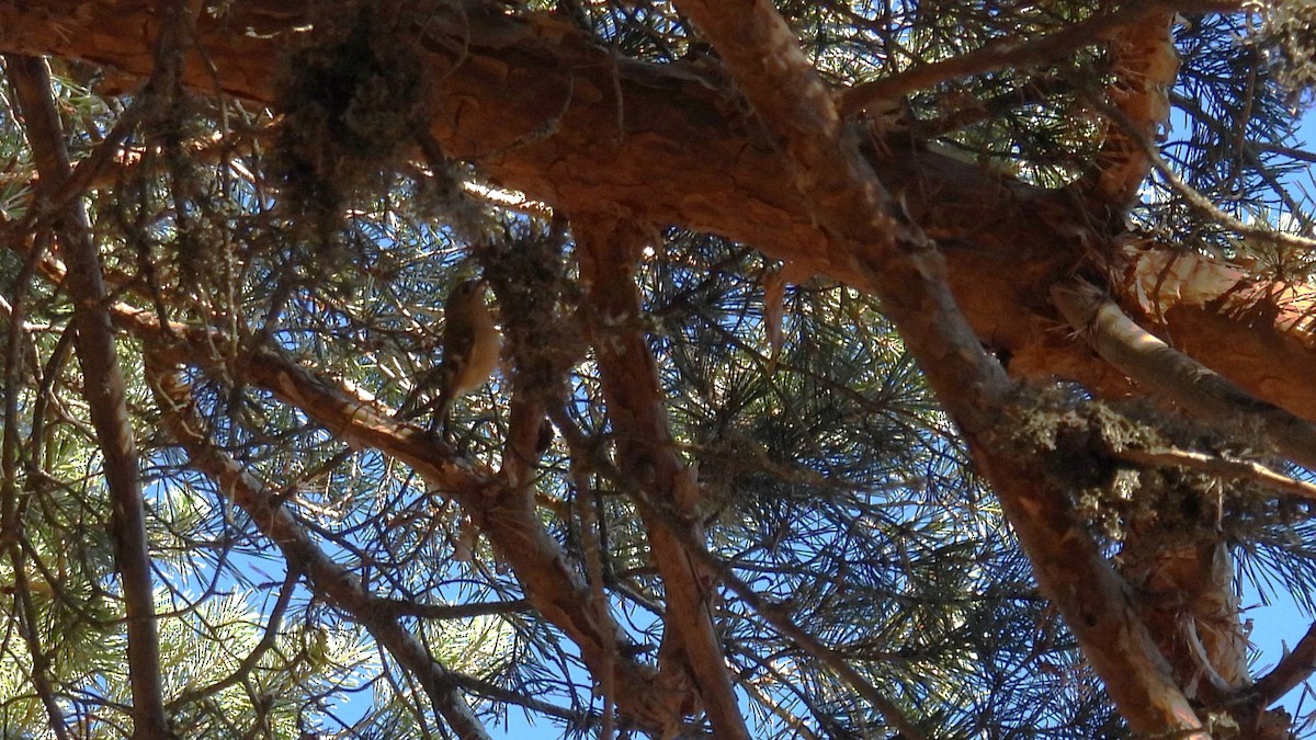 fuglekonge - ML644259076